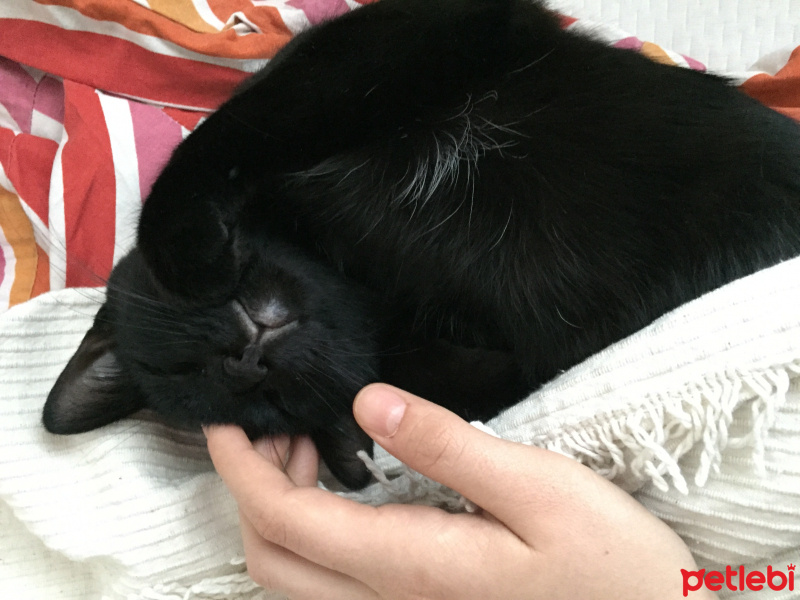 Bombay, Kedi  Gece fotoğrafı