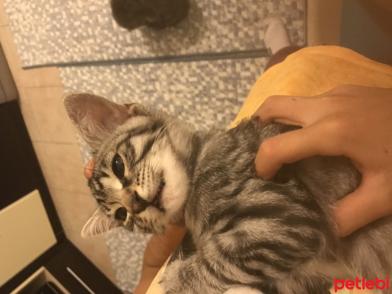 Tekir Kedi, Kedi  Duman fotoğrafı