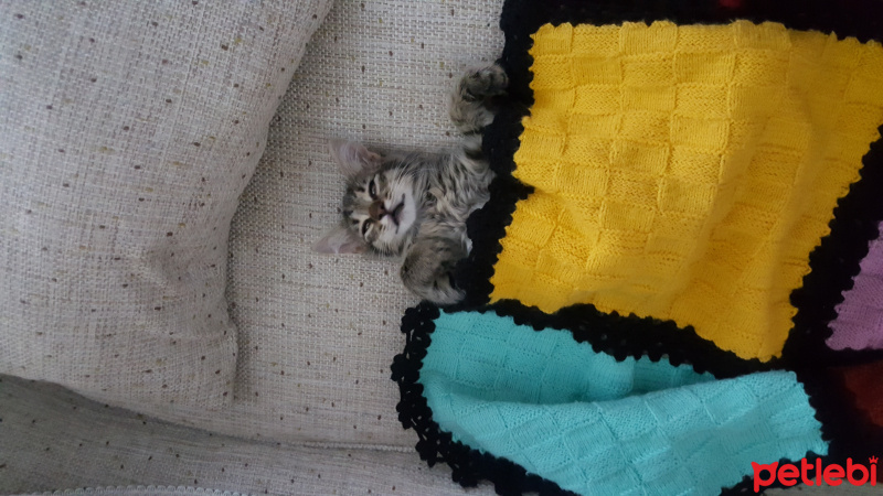 Tekir Kedi, Kedi  Rıfkı fotoğrafı