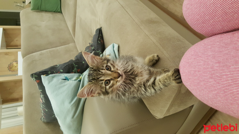 Tekir Kedi, Kedi  Rıfkı fotoğrafı