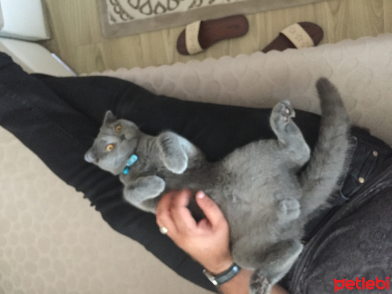 Scottish Fold, Kedi  Paşa fotoğrafı