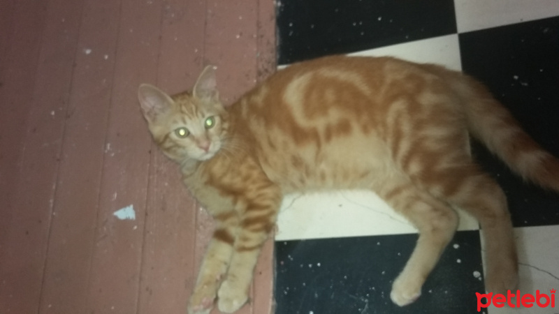 Tekir Kedi, Kedi  Panter fotoğrafı