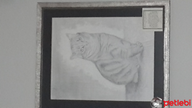 Tekir Kedi, Kedi  Duman fotoğrafı