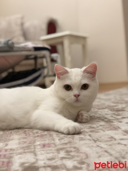 Scottish Fold, Kedi  İnci fotoğrafı