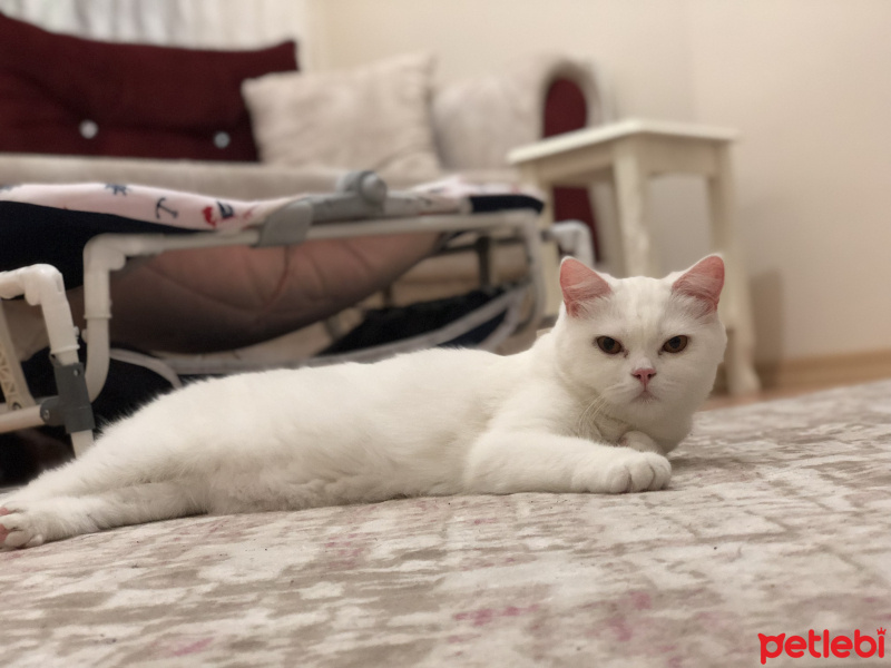 Scottish Fold, Kedi  İnci fotoğrafı