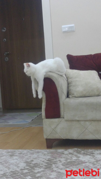 Scottish Fold, Kedi  İnci fotoğrafı