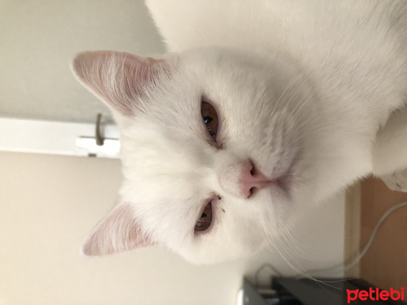 Scottish Fold, Kedi  İnci fotoğrafı