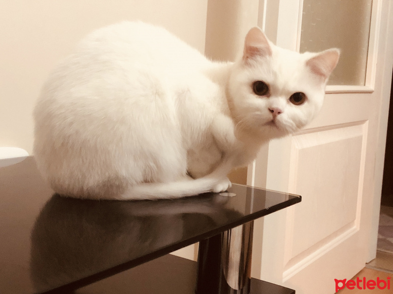 Scottish Fold, Kedi  İnci fotoğrafı