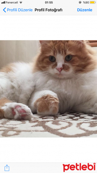 Norwegian Forest, Kedi  Miskin fotoğrafı