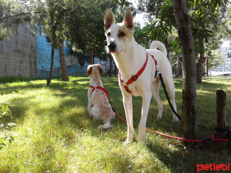 Sokö (Sokak Köpeği), Köpek  Solti fotoğrafı
