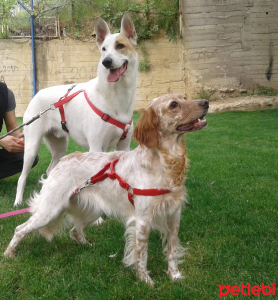 Sokö (Sokak Köpeği), Köpek  Solti fotoğrafı