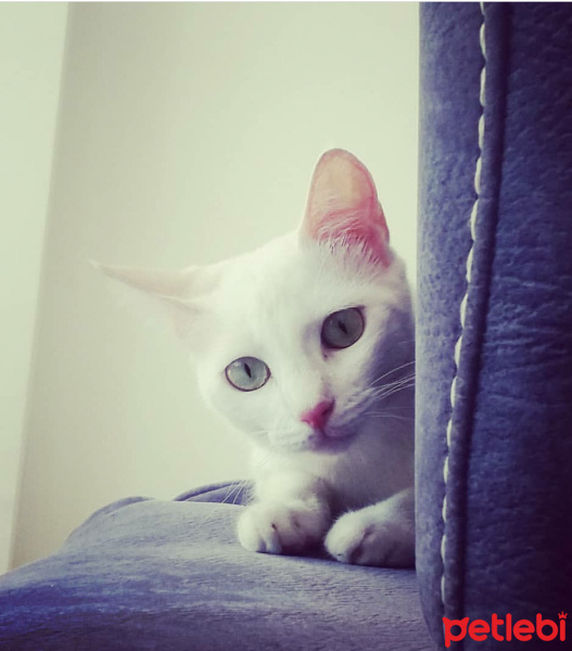 Ankara Kedisi, Kedi  Boncuk fotoğrafı