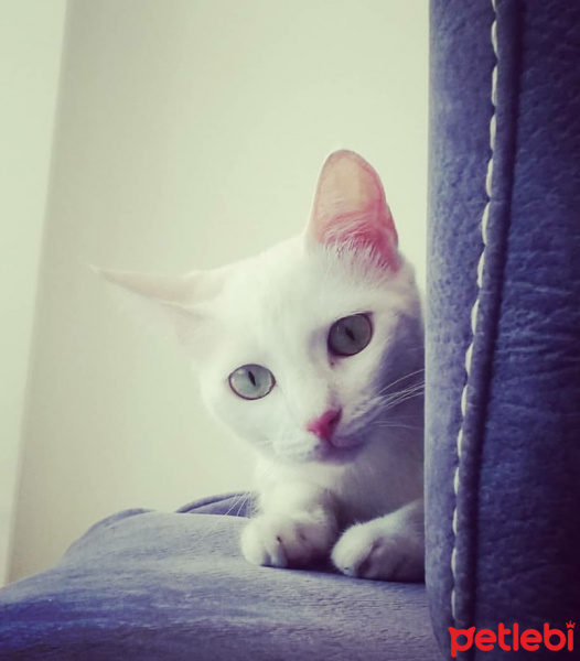 Ankara Kedisi, Kedi  Boncuk fotoğrafı