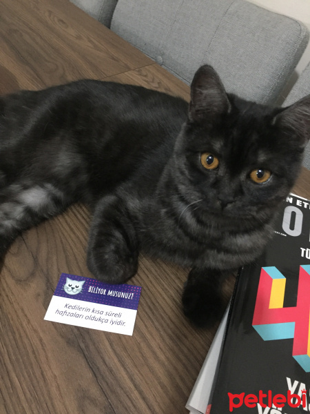 British Shorthair, Kedi  ÇAKIL fotoğrafı