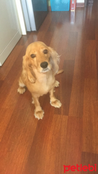 Amerikan Cocker Spaniel, Köpek  lilo fotoğrafı