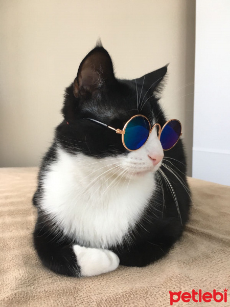 Tuxedo (Smokin) Kedi, Kedi  Şakir fotoğrafı