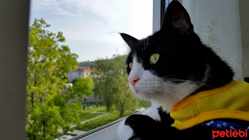 Tuxedo (Smokin) Kedi, Kedi  Şakir fotoğrafı