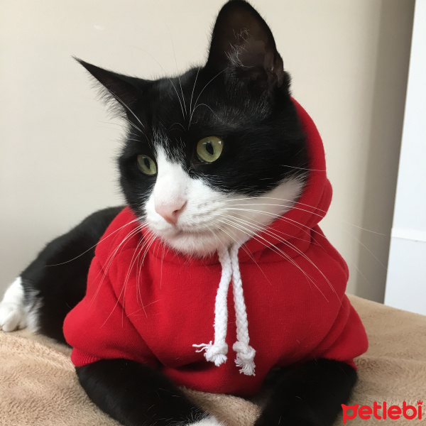 Tuxedo (Smokin) Kedi, Kedi  Şakir fotoğrafı