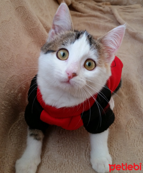 Tuxedo (Smokin) Kedi, Kedi  Şakir fotoğrafı