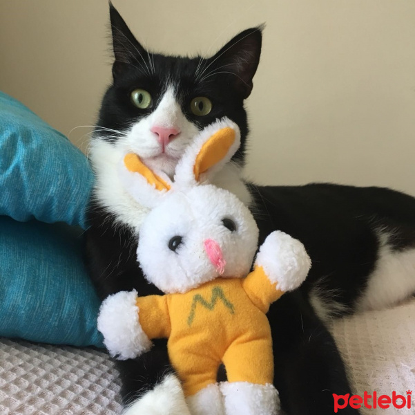 Tuxedo (Smokin) Kedi, Kedi  Şakir fotoğrafı