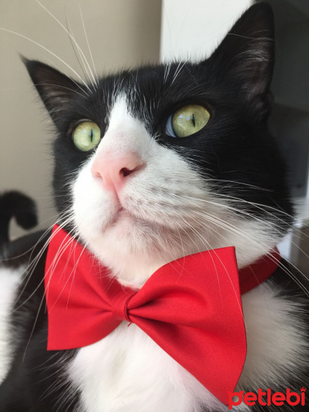 Tuxedo (Smokin) Kedi, Kedi  Şakir fotoğrafı