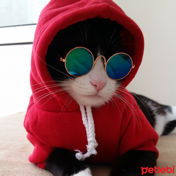 Tuxedo (Smokin) Kedi, Kedi  Şakir fotoğrafı