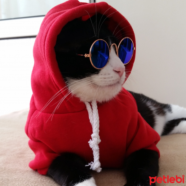 Tuxedo (Smokin) Kedi, Kedi  Şakir fotoğrafı