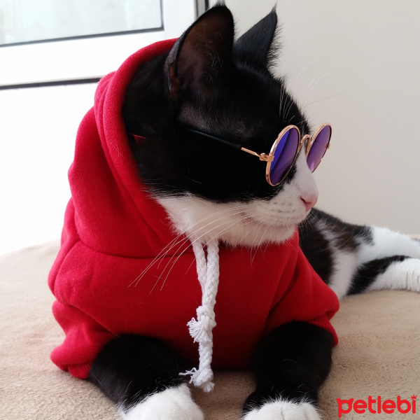 Tuxedo (Smokin) Kedi, Kedi  Şakir fotoğrafı