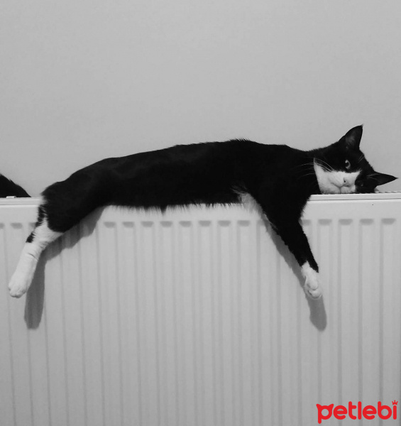 Tuxedo (Smokin) Kedi, Kedi  Şakir fotoğrafı