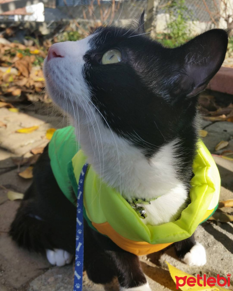 Tuxedo (Smokin) Kedi, Kedi  Şakir fotoğrafı