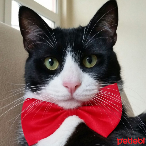 Tuxedo (Smokin) Kedi, Kedi  Şakir fotoğrafı