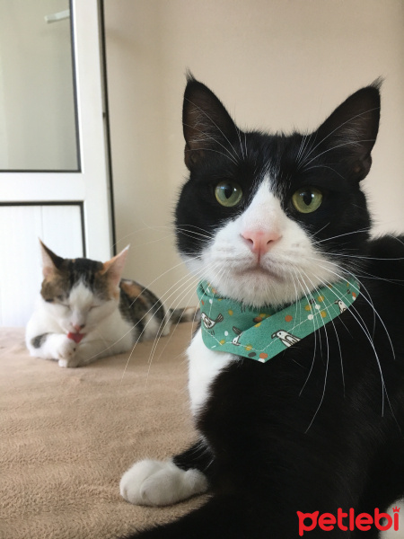 Tuxedo (Smokin) Kedi, Kedi  Şakir fotoğrafı
