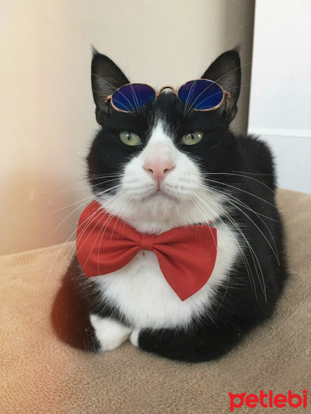 Tuxedo (Smokin) Kedi, Kedi  Şakir fotoğrafı