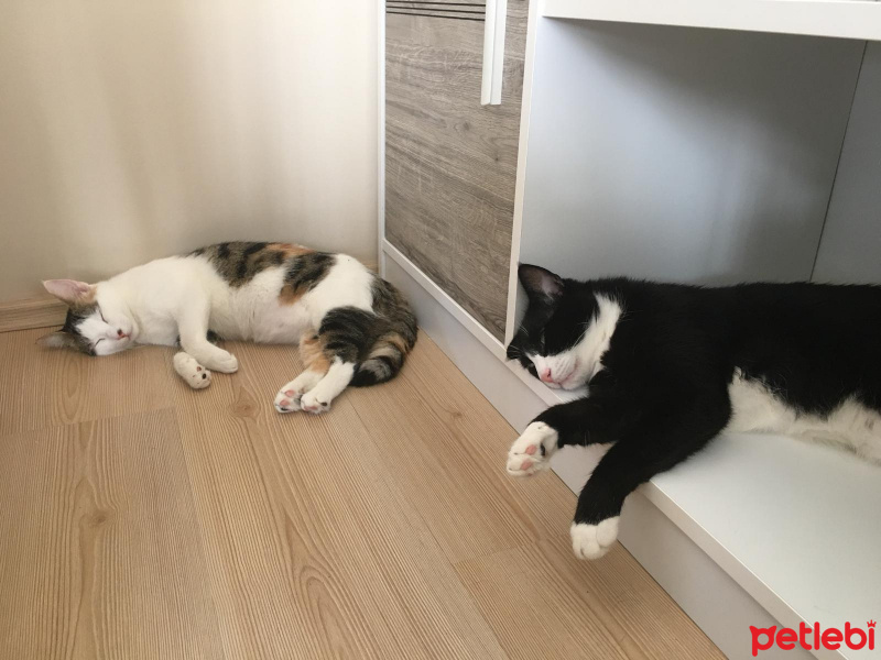 Tuxedo (Smokin) Kedi, Kedi  Şakir fotoğrafı