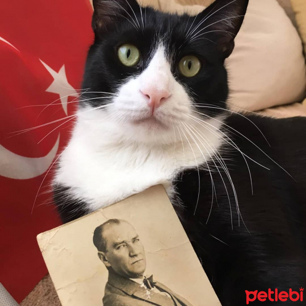 Tuxedo (Smokin) Kedi, Kedi  Şakir fotoğrafı
