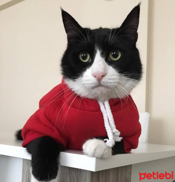 Tuxedo (Smokin) Kedi, Kedi  Şakir fotoğrafı