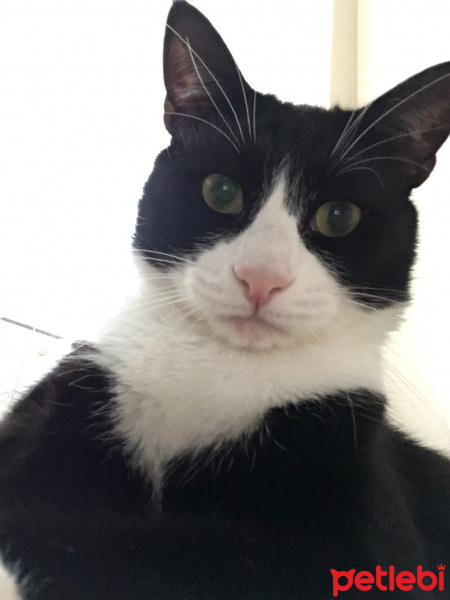Tuxedo (Smokin) Kedi, Kedi  Şakir fotoğrafı