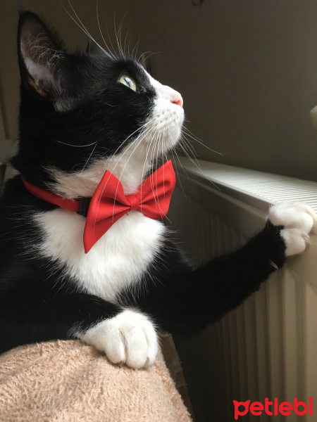 Tuxedo (Smokin) Kedi, Kedi  Şakir fotoğrafı