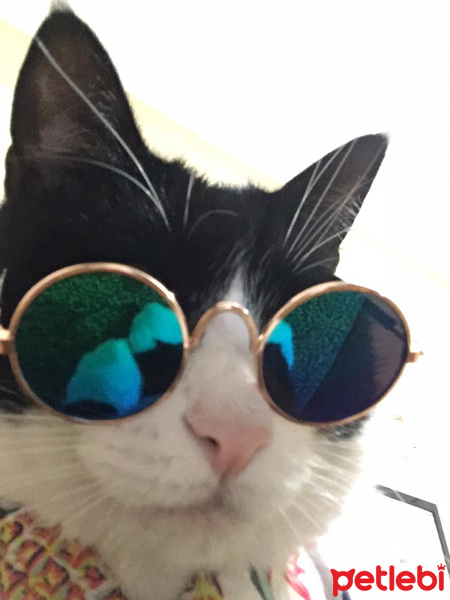 Tuxedo (Smokin) Kedi, Kedi  Şakir fotoğrafı