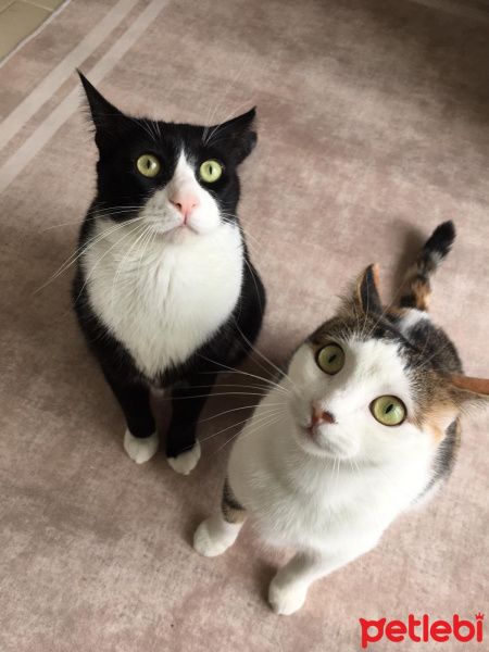 Tuxedo (Smokin) Kedi, Kedi  Şakir fotoğrafı