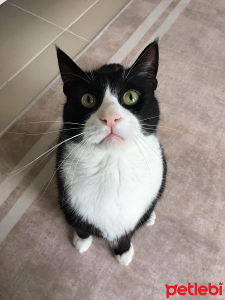 Tuxedo (Smokin) Kedi, Kedi  Şakir fotoğrafı