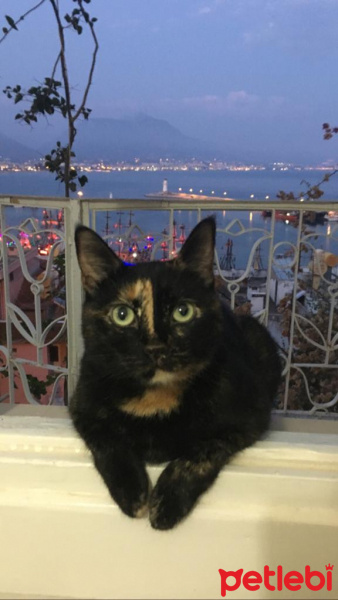 Tekir Kedi, Kedi  Bitter fotoğrafı