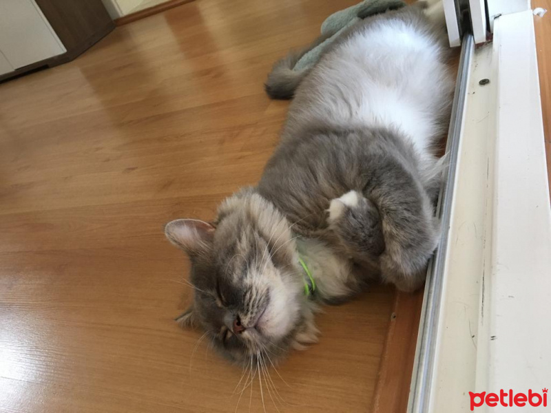 Scottish Fold, Kedi  Chiwas fotoğrafı