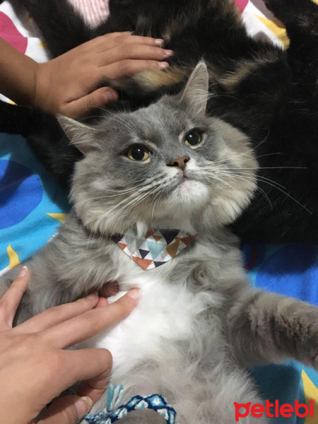 Scottish Fold, Kedi  Chiwas fotoğrafı