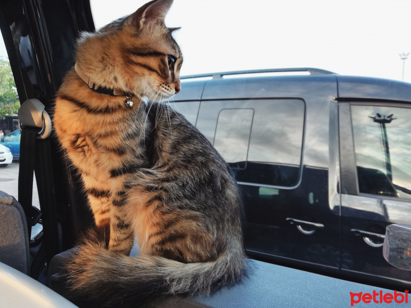 Tekir Kedi, Kedi  alien fotoğrafı