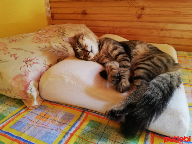 Tekir Kedi, Kedi  alien fotoğrafı