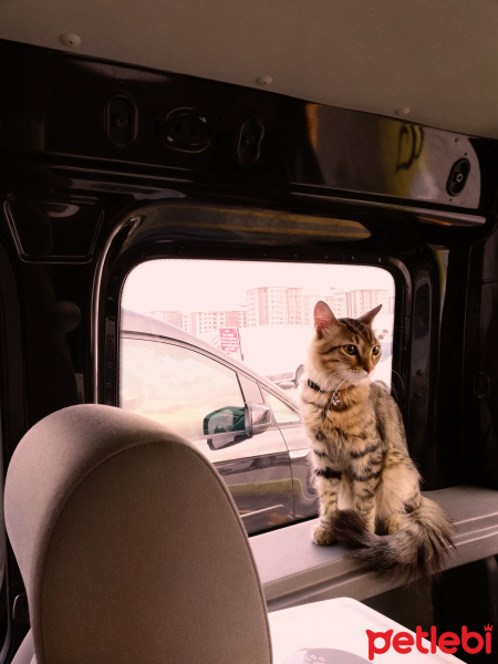 Tekir Kedi, Kedi  alien fotoğrafı