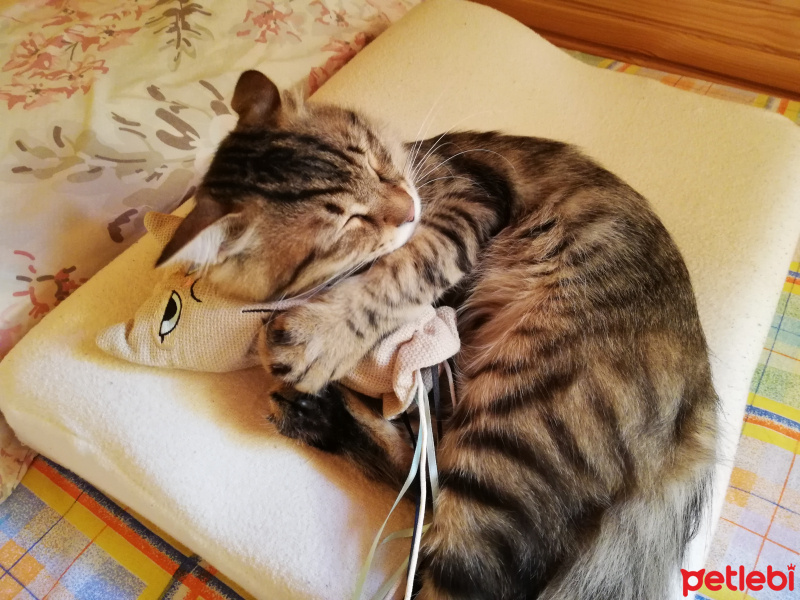 Tekir Kedi, Kedi  alien fotoğrafı