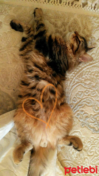 Tekir Kedi, Kedi  alien fotoğrafı