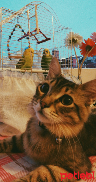 Tekir Kedi, Kedi  alien fotoğrafı
